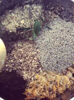 Ancestral Comfort Herbs