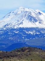 shasta-6