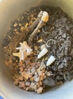 Saturn in Capricorn swamp gator incense skin powder