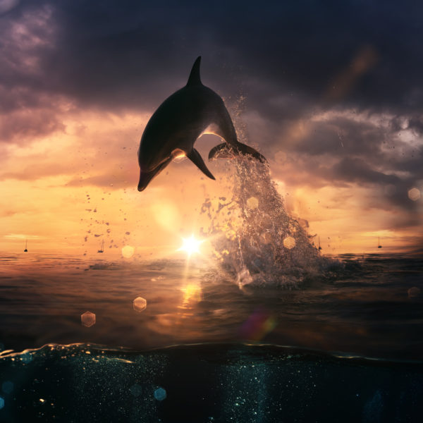 beautiful dolphin jumping from shining water