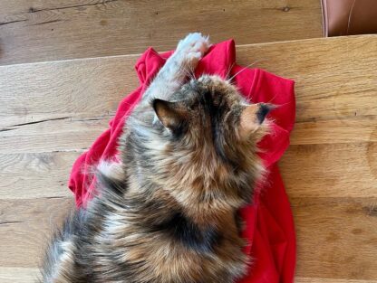 S+ Sweatshirts - Image 4