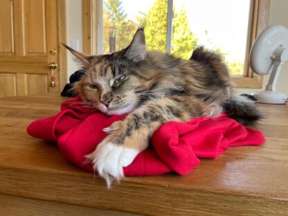 S+ Sweatshirts - Image 8