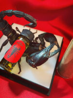 Antares Emperor Scorpion