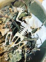 Mercury in Gemini Froggy skeleton