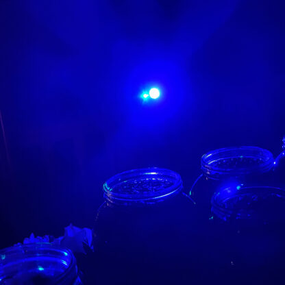 Exalted Luna Candles - Image 7