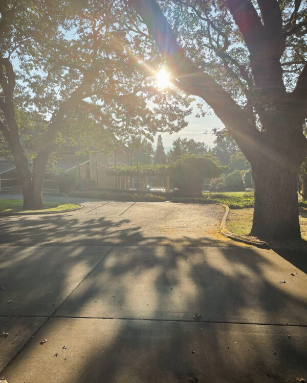 Golden Sol Sun in Leo Sphere and Sundry Sun through trees main